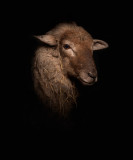 Lamb 2 : Photograph of the lamb inspired by the paintings.