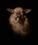 Lamb 3 : Photograph of the lamb inspired by the paintings.