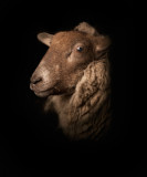 Lamb1 : Photograph of the lamb inspired by the paintings.