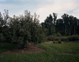 Apple orchard, Cumberland County, Pennsylvania  2009 : From the series The Devil's Den