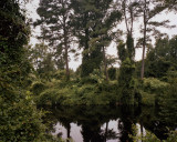 The Great Dismal Swamp, Virginia/ North Carolina border  2009 : From the series The Devil's Den