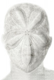 HEADS, Selportrait: Sea Urchin : C Print, Edition of 7 + 2 AP, 80 X 120 cm