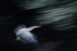 TIGER HERON : Letovka volavky za ranního úsvitu nad Rio Negro (Brazílie)