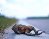Frog; Homestead, Florida, United Stated : from series: Modern American Landscapes: road kill