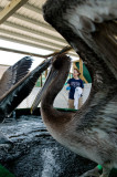 Aviary 2 : Brown pelicans and rehabilitator during a treatment session in outdoor aviary.