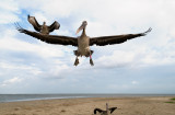 Freedom : Brown pelicans launch into flight over Raccoon Island, Louisiana, on their release day.