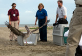 Release : Release locations were selected by the LADWF and the U.S. Fish and Wildlife Service. During the initial stages of the oil spill, when Louisiana’s coast was still contaminated, coastal and open water birds such as the brown pelicans were released in Florida, Georgia and Texas in the hopes that they would remain in clean areas. (Non-coastal birds, or birds that do not require open water such as the green herons were taken inland to Sherburn Refuge). After August, Louisiana’s coast was declared clean enough for the birds to be released in their own state.
