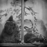 Monkey in Greenhouse with Doll : from Behind Glass series
